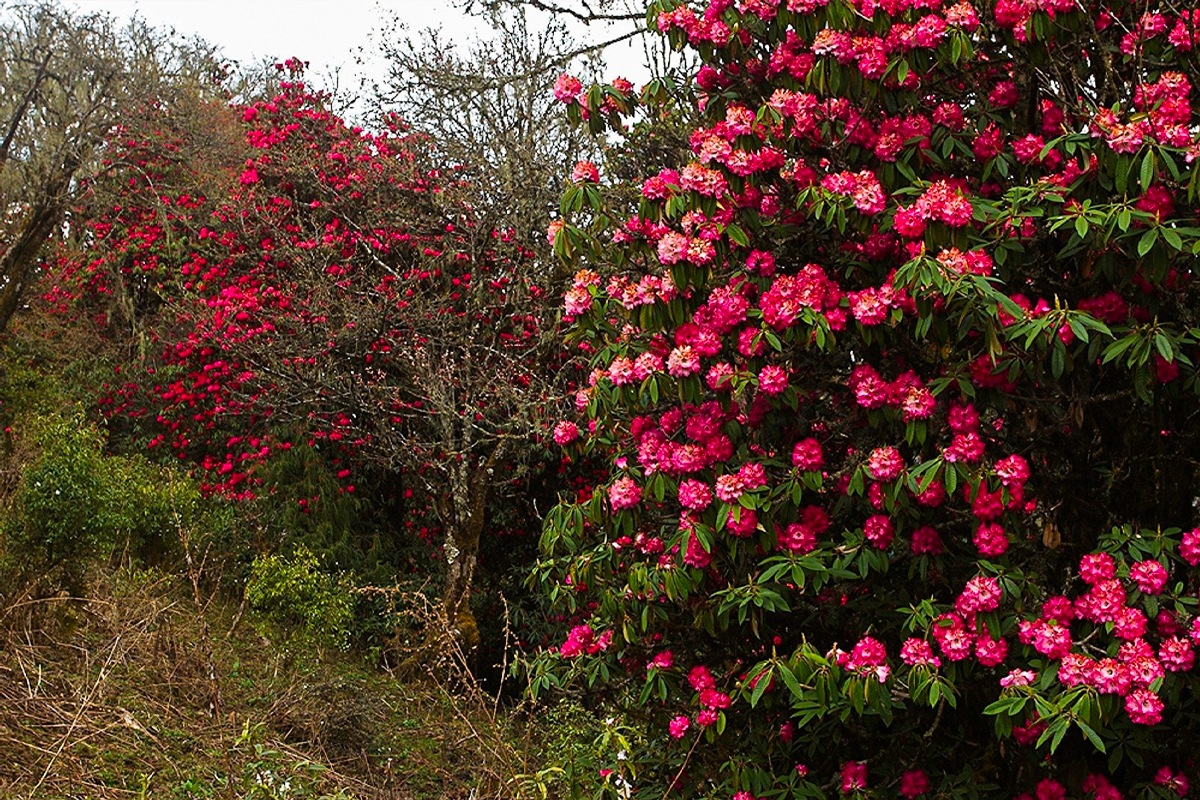 Rhododendron Flower in Bhutan